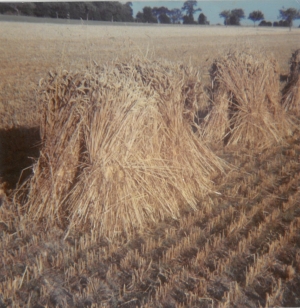 © Gerbes de blé en train de sécher